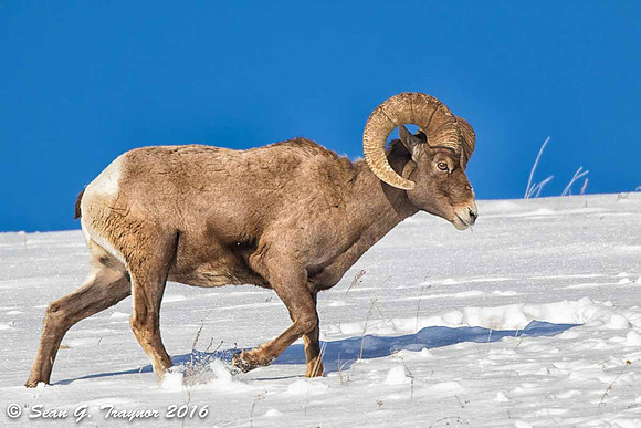 Yellowstone Big-Horn Sheep