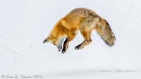 Fox Hunting in the Snow