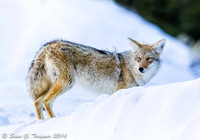 Yellowstone Coyote