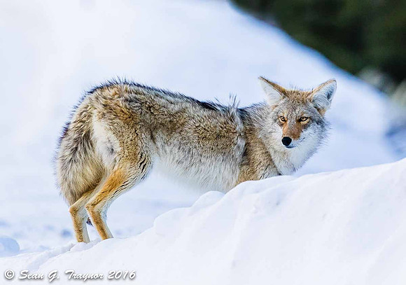 Yellowstone Coyote