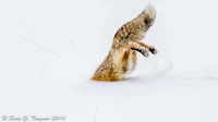 Fox Hunting in the Snow