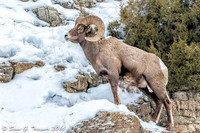 Yellowstone Big-Horn Sheep