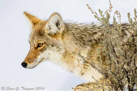 Yellowstone Coyote