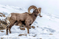 Yellowstone Big-Horn Sheep