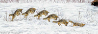 Yellowstone Coyote Hunting in the Snow - Composite Photo