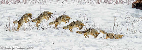Yellowstone Coyote Hunting in the Snow - Composite Photo