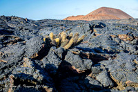 Galapagos Islands