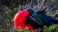 Galapagos Islands