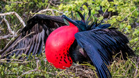 Frigate Birds