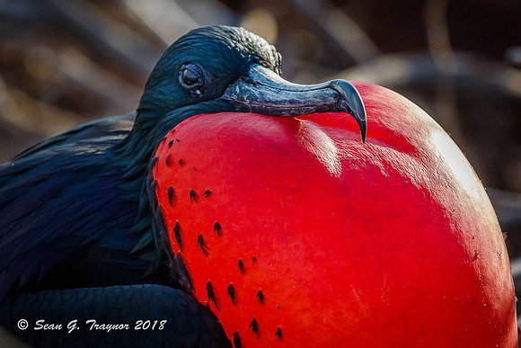 Frigate Birds