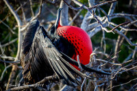 Frigate Birds