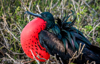 Frigate Birds
