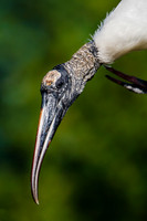Jacksonville Zoo