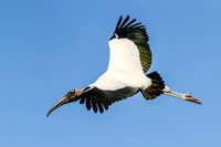 Jacksonville Zoo