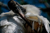 Jacksonville Zoo