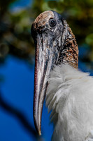 Jacksonville Zoo