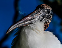 Jacksonville Zoo