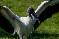 Jacksonville Zoo