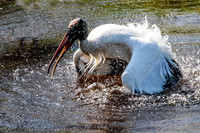 Jacksonville Zoo