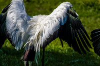 Jacksonville Zoo