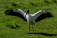 Jacksonville Zoo