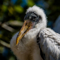 Jacksonville Zoo