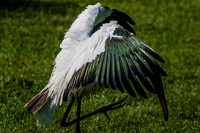 Jacksonville Zoo