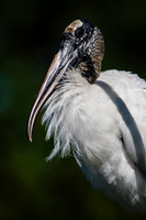 Jacksonville Zoo
