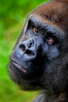 Jacksonville FL Zoo