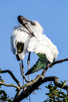 Jacksonville Zoo