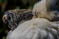 Jacksonville Zoo