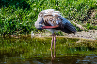 Jacksonville Zoo