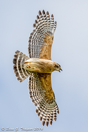 Red-shouldered Hawk