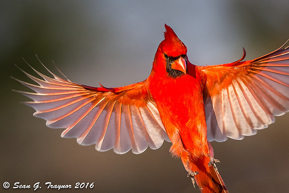 Cardinals in Flight