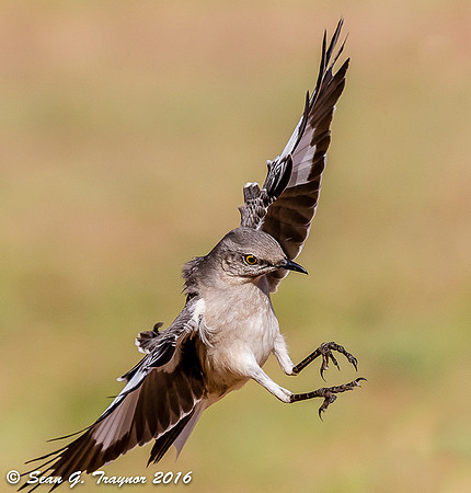 Northern Mockingbird in Flight