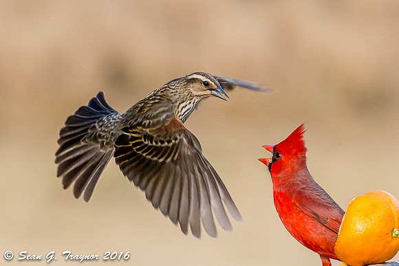 Cardinals in Flight