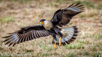 Crested Caracara