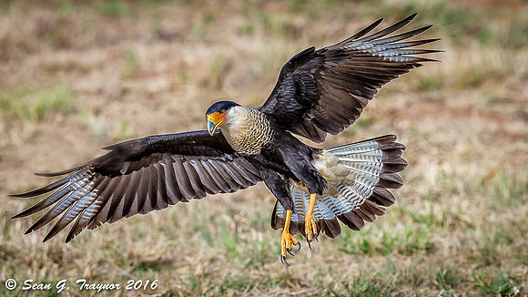 Crested Caracara