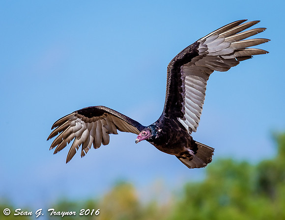 Turkey Vulture in flight