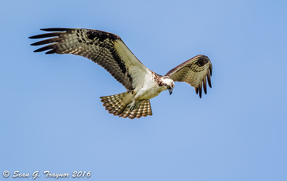 Osprey in Flight