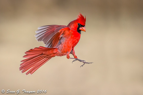 Cardinals in Flight
