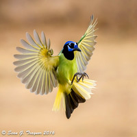 Birds - Flight Shots