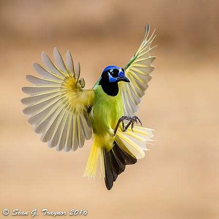 Green Jay