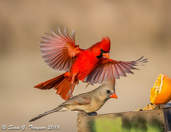 Cardinals in Flight