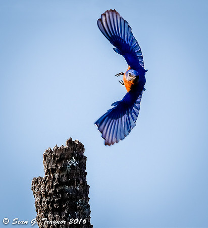 Bluebird on Take-off