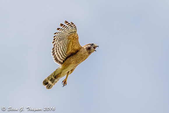 Red-shouldered Hawk