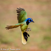 Green Jay