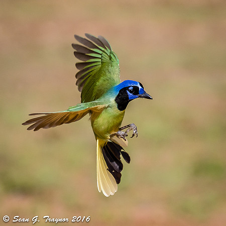 Green Jay