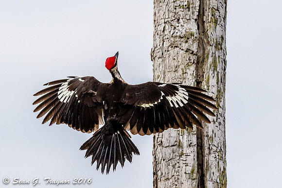 Pileated Woodpecker