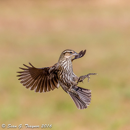 Red-winged Blackbird in Flight